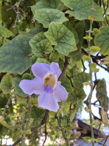 Bengal Trumpet (Thunbergia grandiflora)