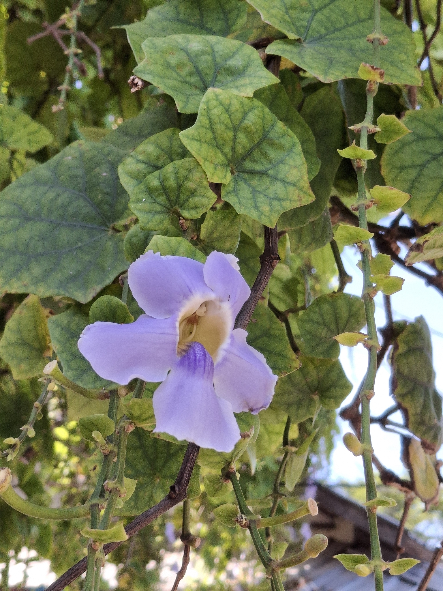 Bengal Trumpet (Thunbergia grandiflora)