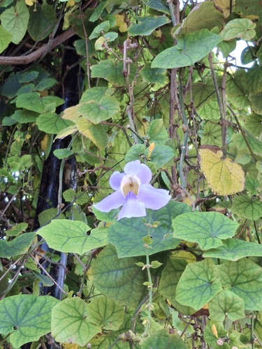 Thunbergia grandiflora