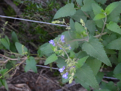 Salvia cuspidata