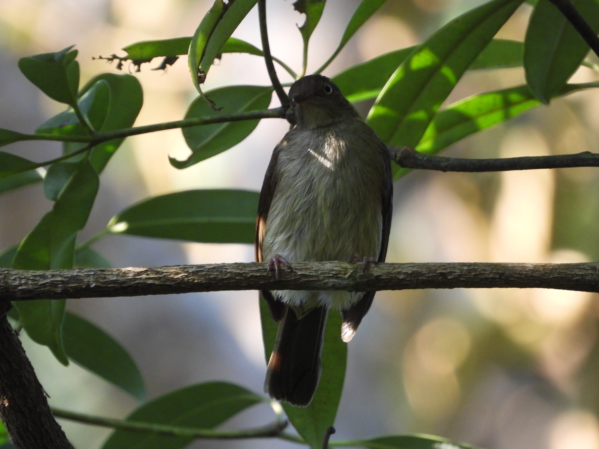Cream-vented Bulbul (Pycnonotus simplex), photo 6