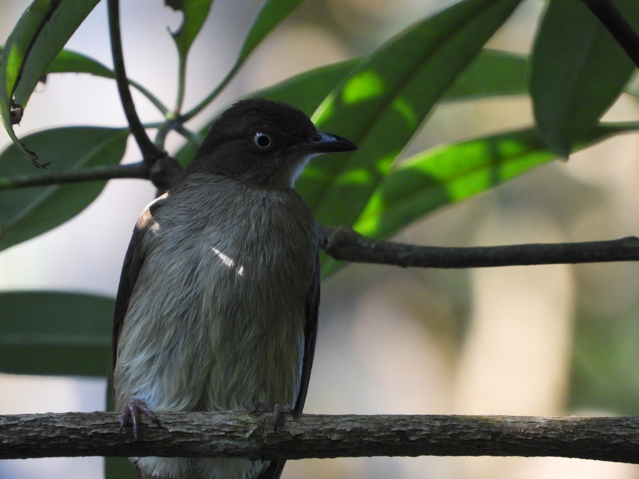 Cream-vented Bulbul (Pycnonotus simplex), photo 7