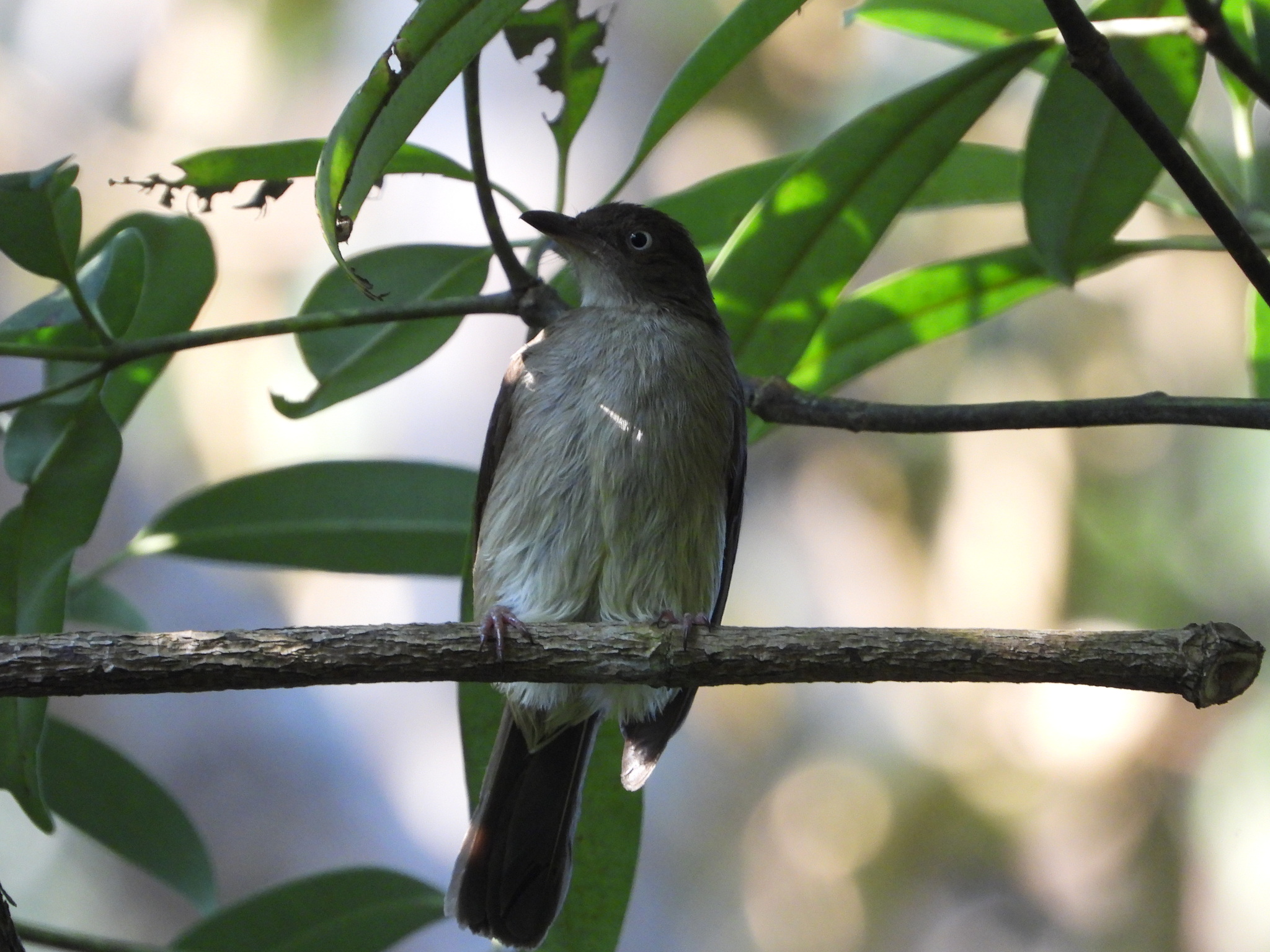 Cream-vented Bulbul (Pycnonotus simplex), photo 8