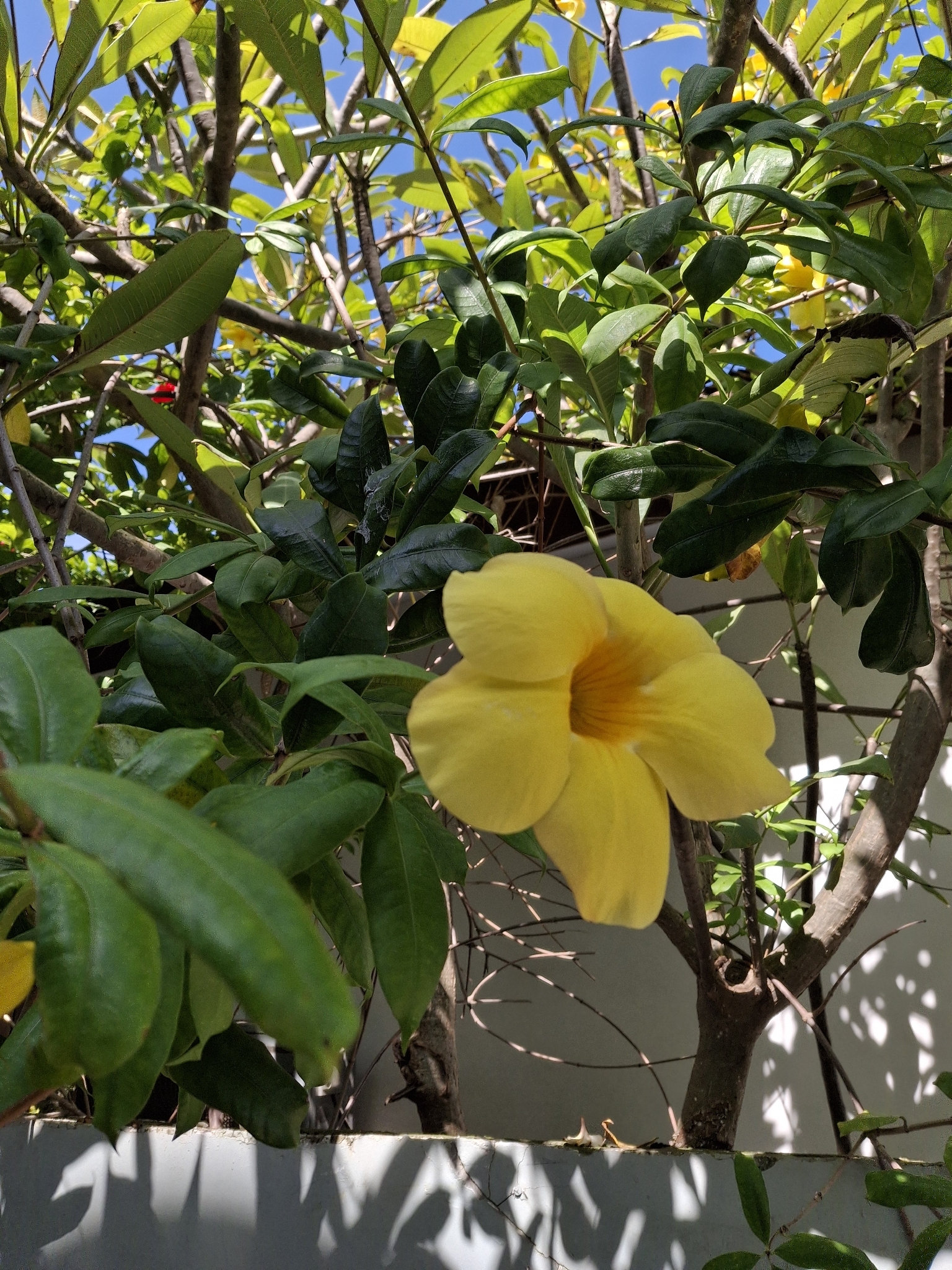 Golden Trumpet (Allamanda cathartica)
