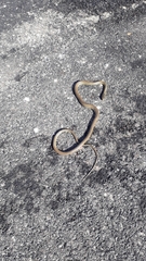 Hierophis viridiflavus