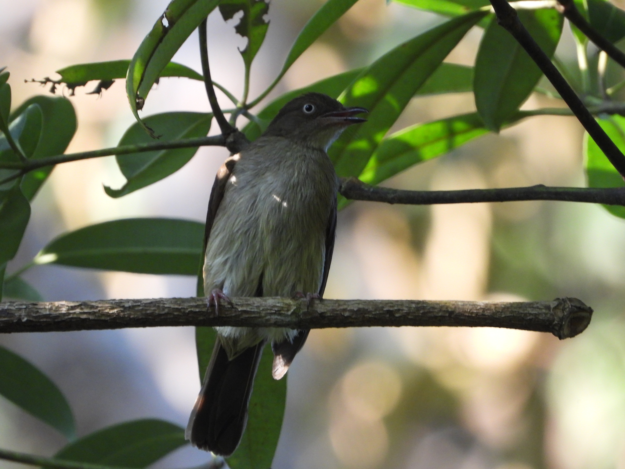 Cream-vented Bulbul (Pycnonotus simplex), photo 9