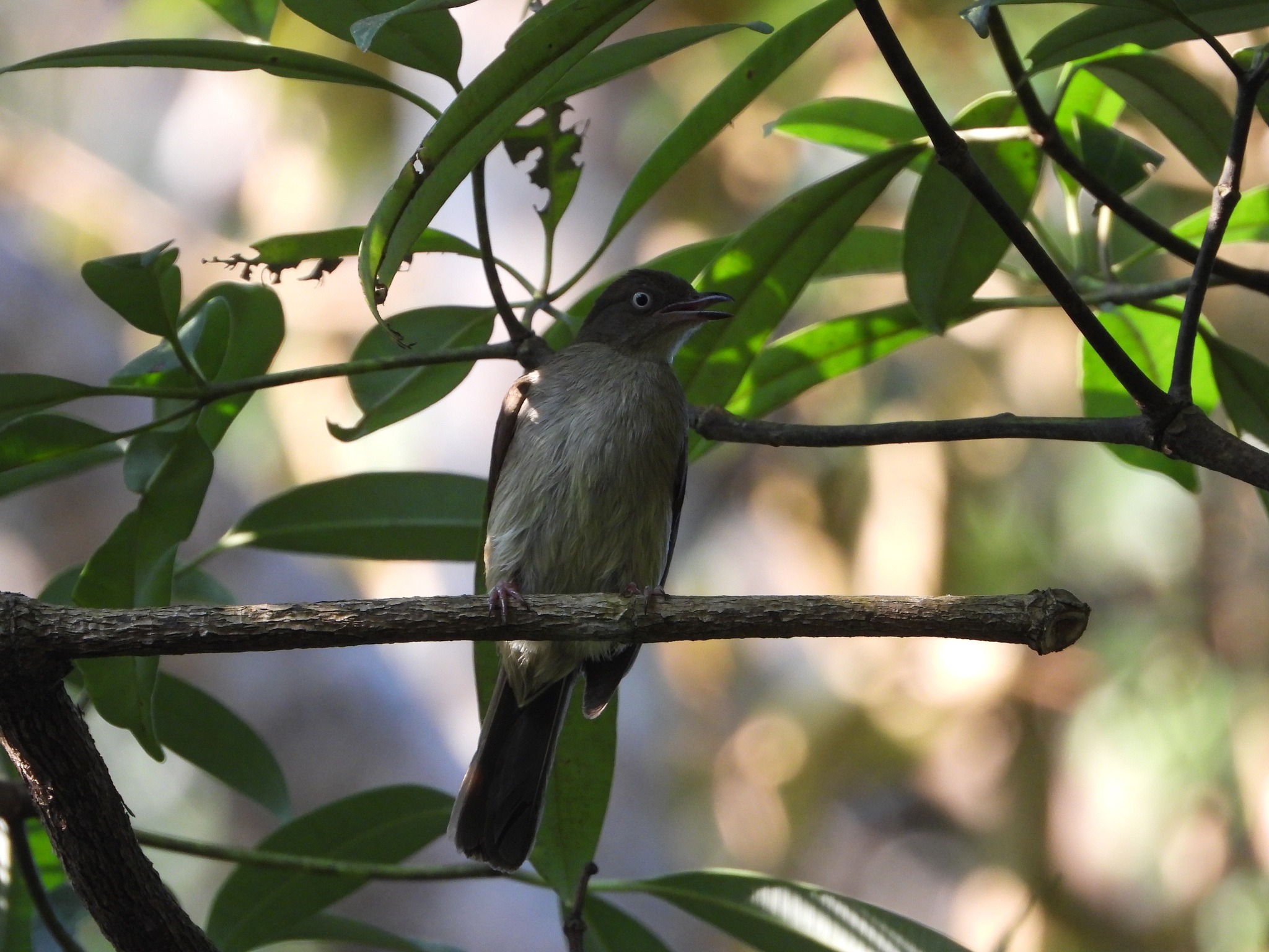 Cream-vented Bulbul (Pycnonotus simplex), photo 10