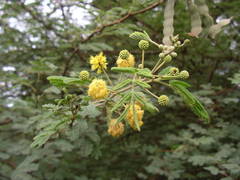Acacia nilotica subsp. adstringens image