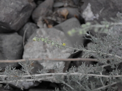 Artemisia mendozana
