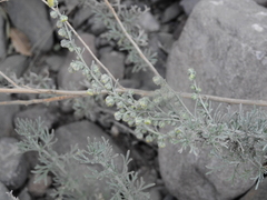 Artemisia mendozana