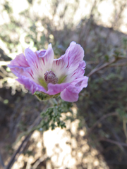 Anisodontea dissecta
