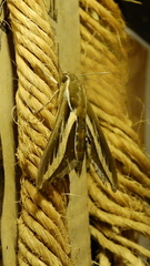 Hyles euphorbiarum