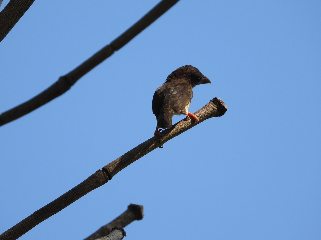 Malay Brown Barbet (Caloramphus hayii)