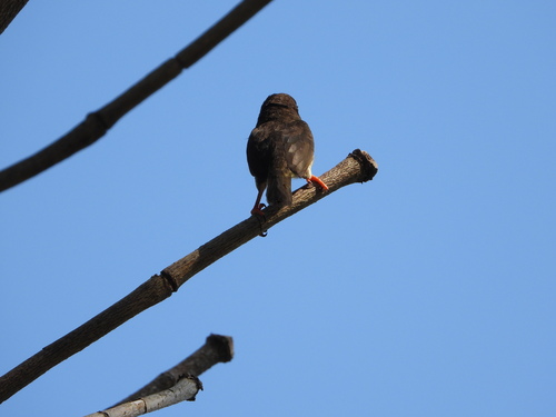 Sooty Barbet (Caloramphus hayii), photo 9