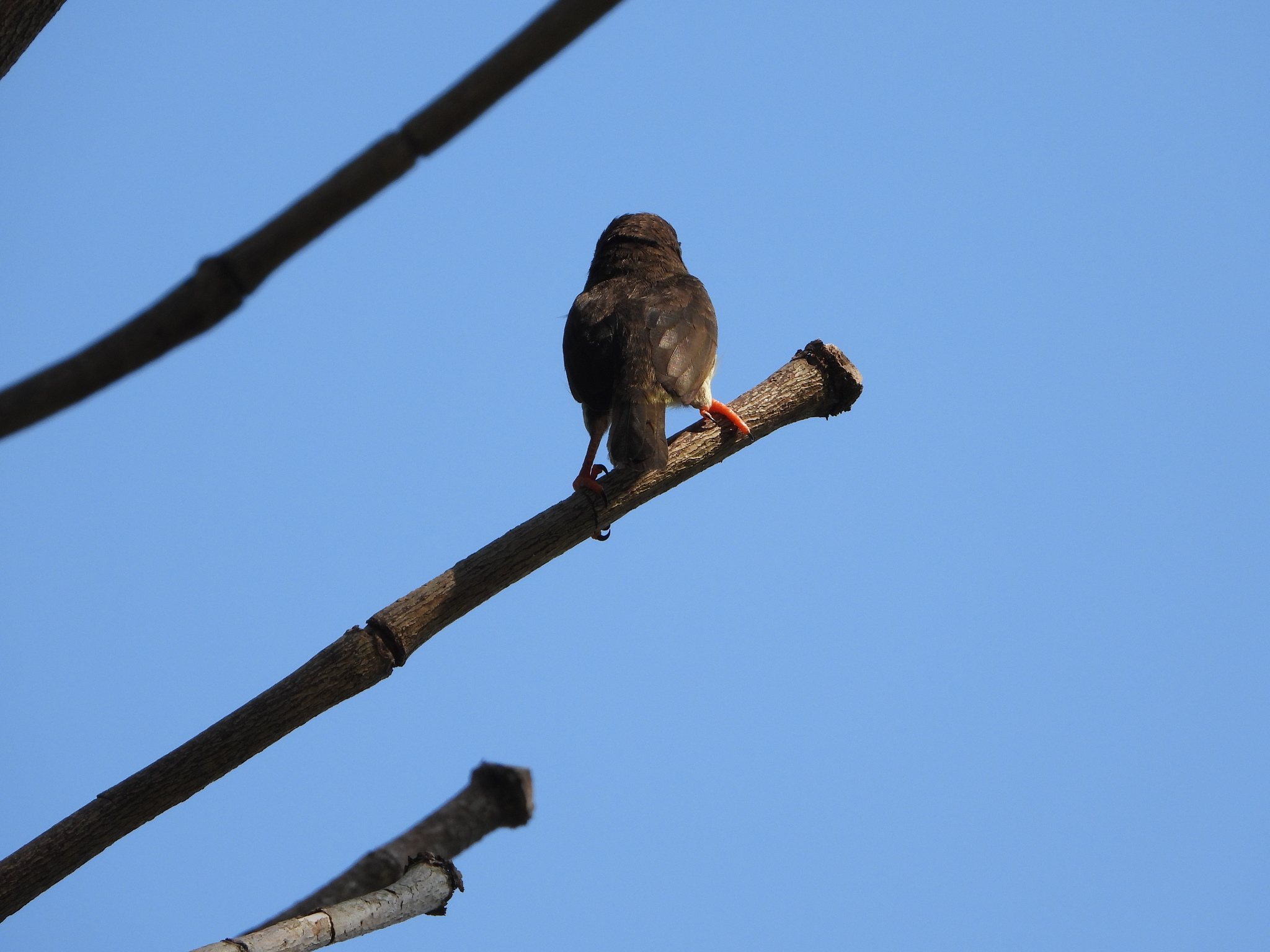 Sooty Barbet (Caloramphus hayii), photo 5