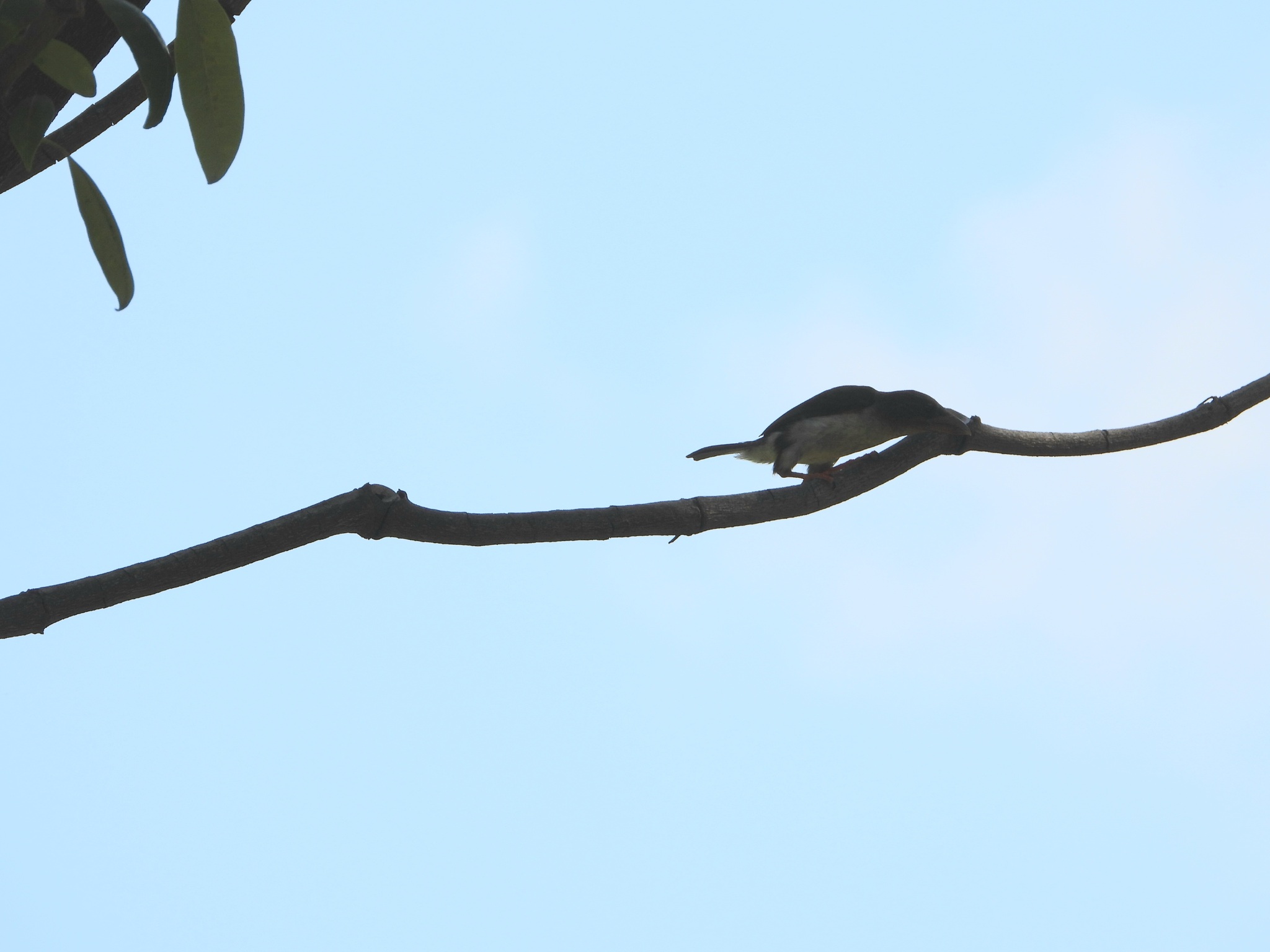 Sooty Barbet (Caloramphus hayii), photo 6