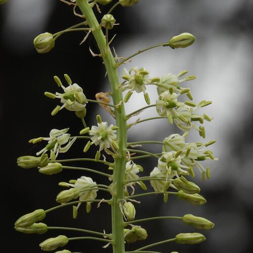 Tall Squill (Drimia altissima)