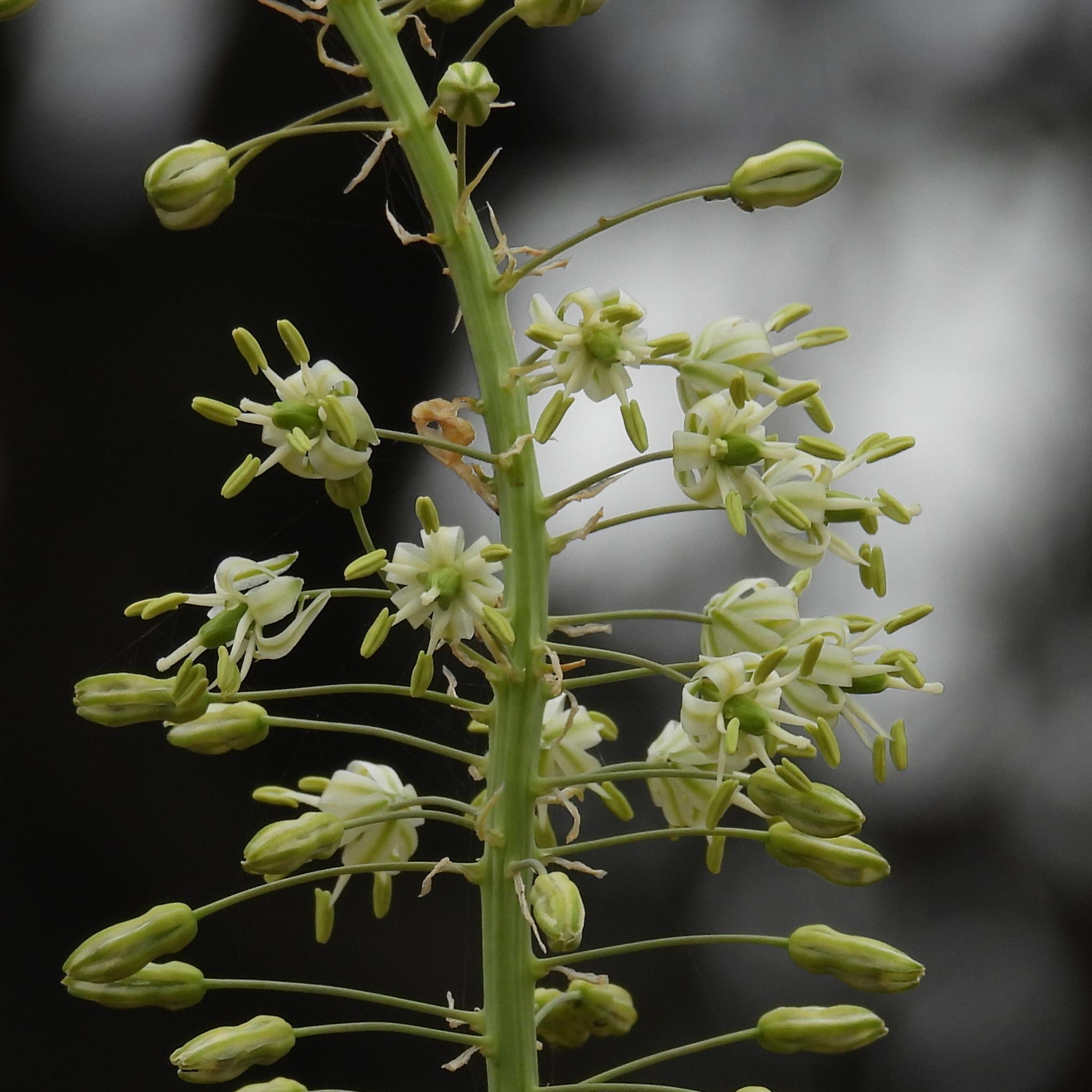 Tall Squill (Drimia altissima)