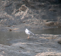 Larus fuscus heuglini
