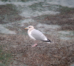 Larus argentatus vegae