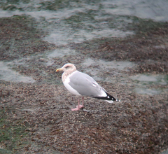 Larus argentatus vegae
