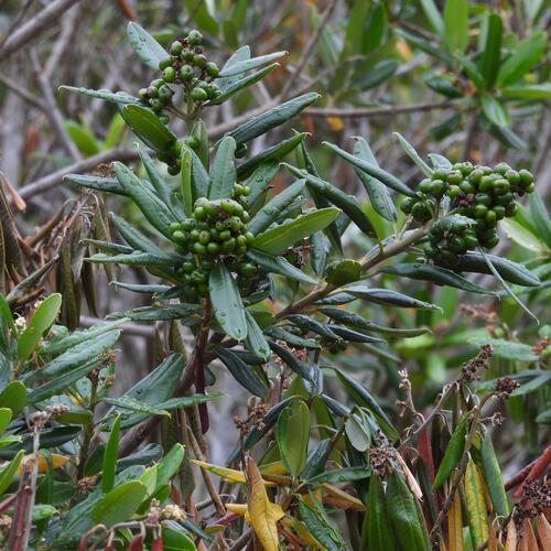 Kei Resin Tree (Ozoroa mucronata)
