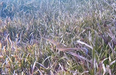 Fistularia tabacaria