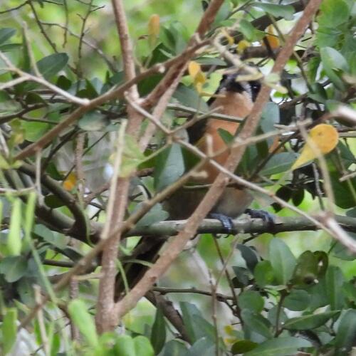 Olive Bushshrike (Chlorophoneus olivaceus)