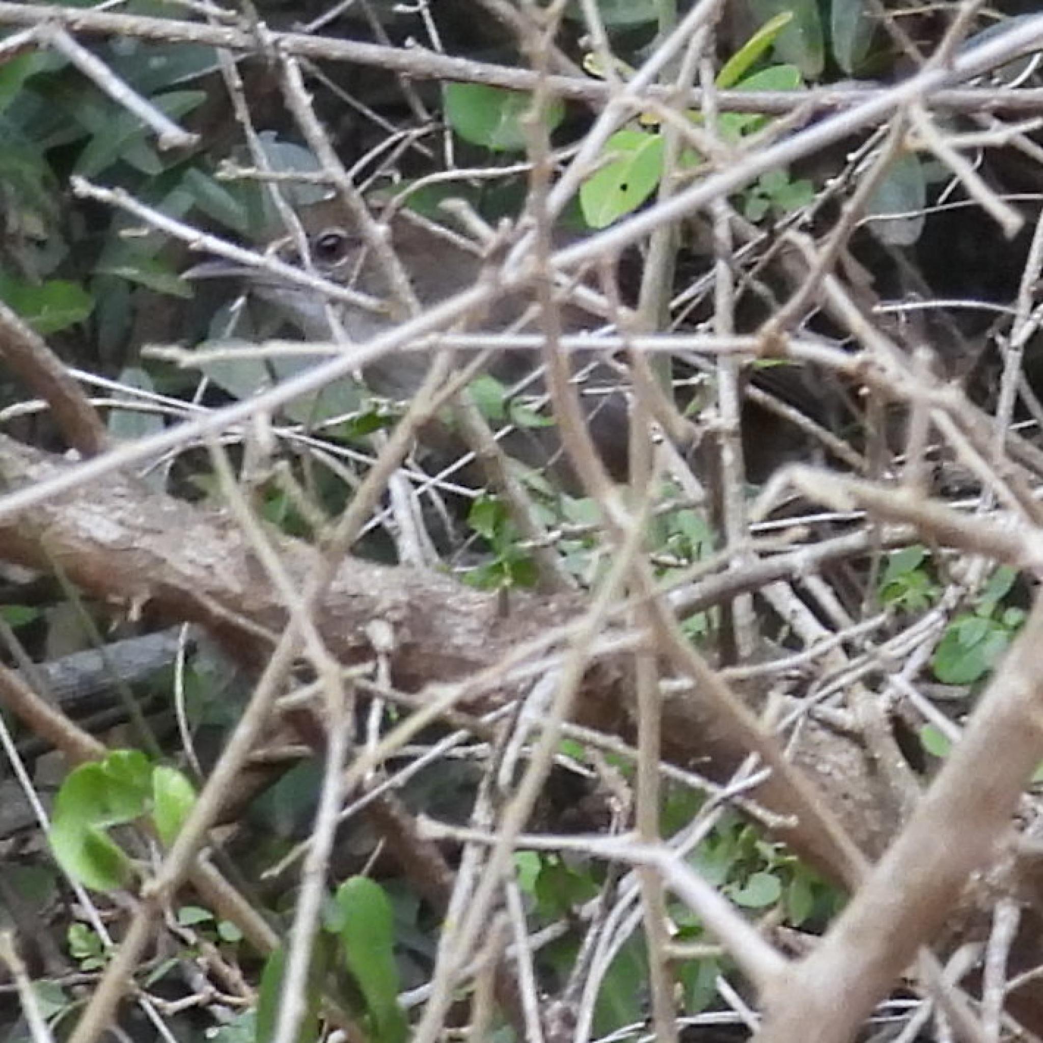 Terrestrial Brownbul (Phyllastrephus terrestris), photo 1