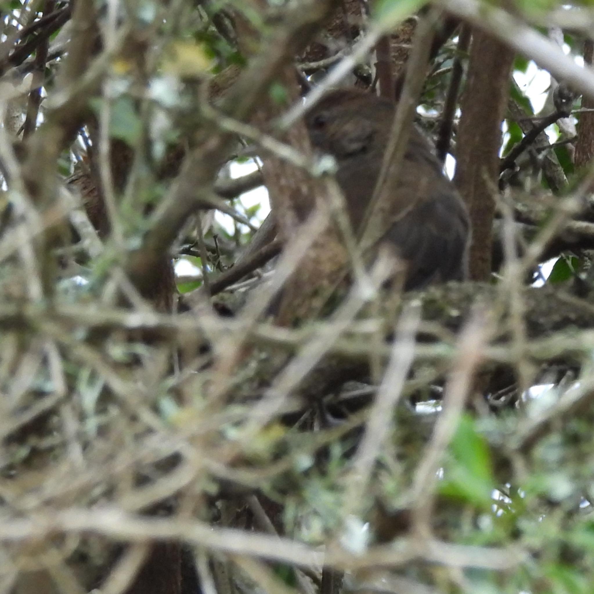 Terrestrial Brownbul (Phyllastrephus terrestris), photo 2