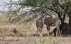 Oryx beisa beisa