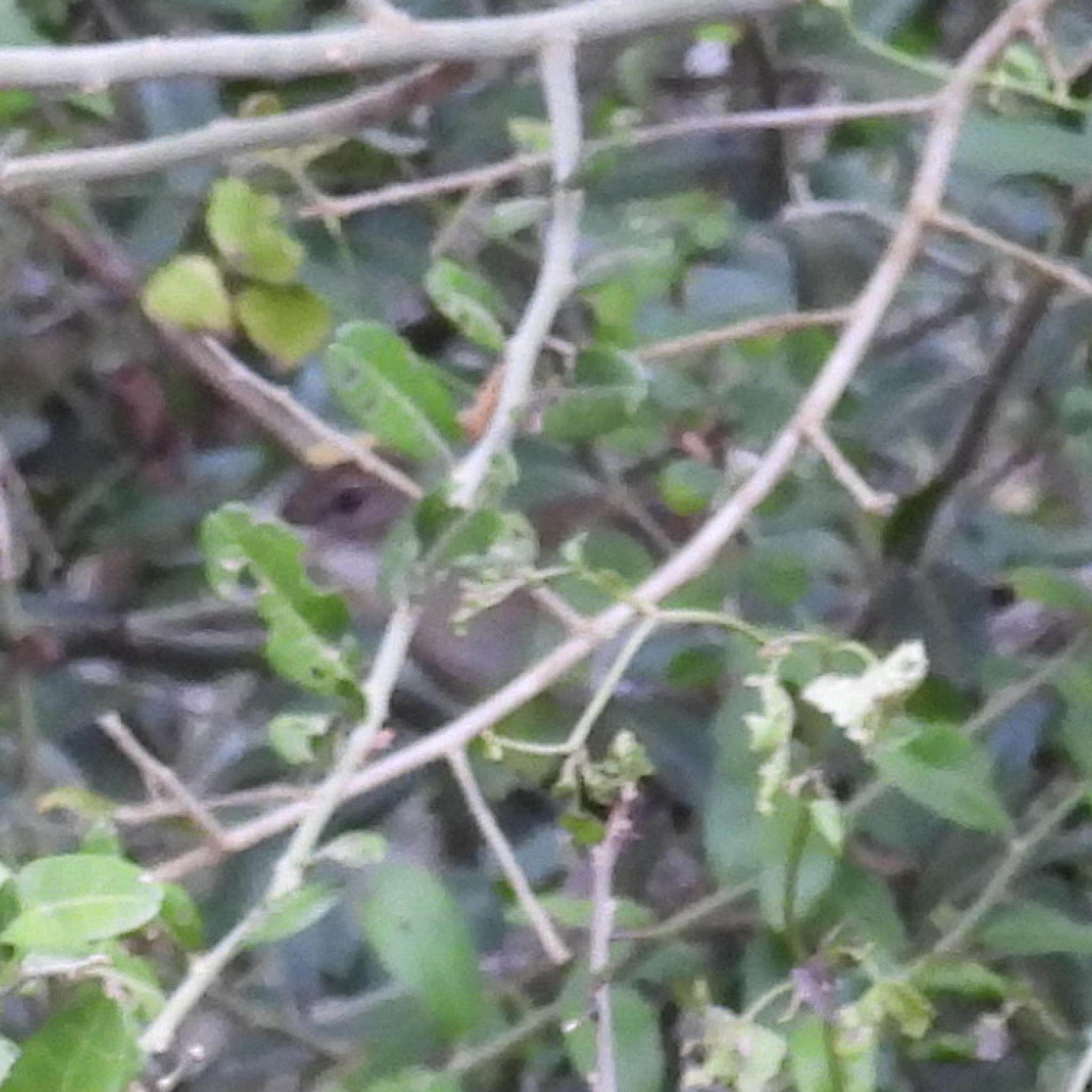 Terrestrial Brownbul (Phyllastrephus terrestris), photo 8