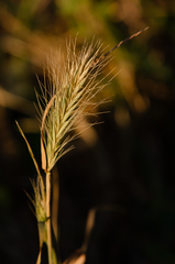 Agropyron