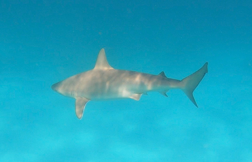 Blacknose shark (Carcharhinus acronotus) — Carcharhinidae