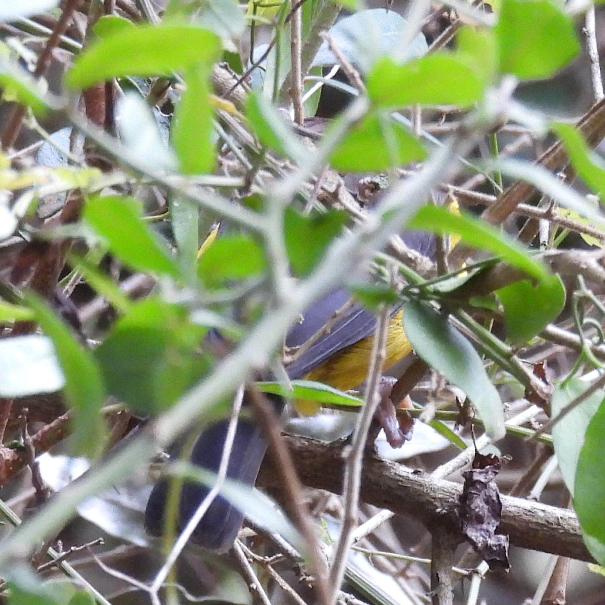 Dark-backed Weaver (Ploceus bicolor), photo 3