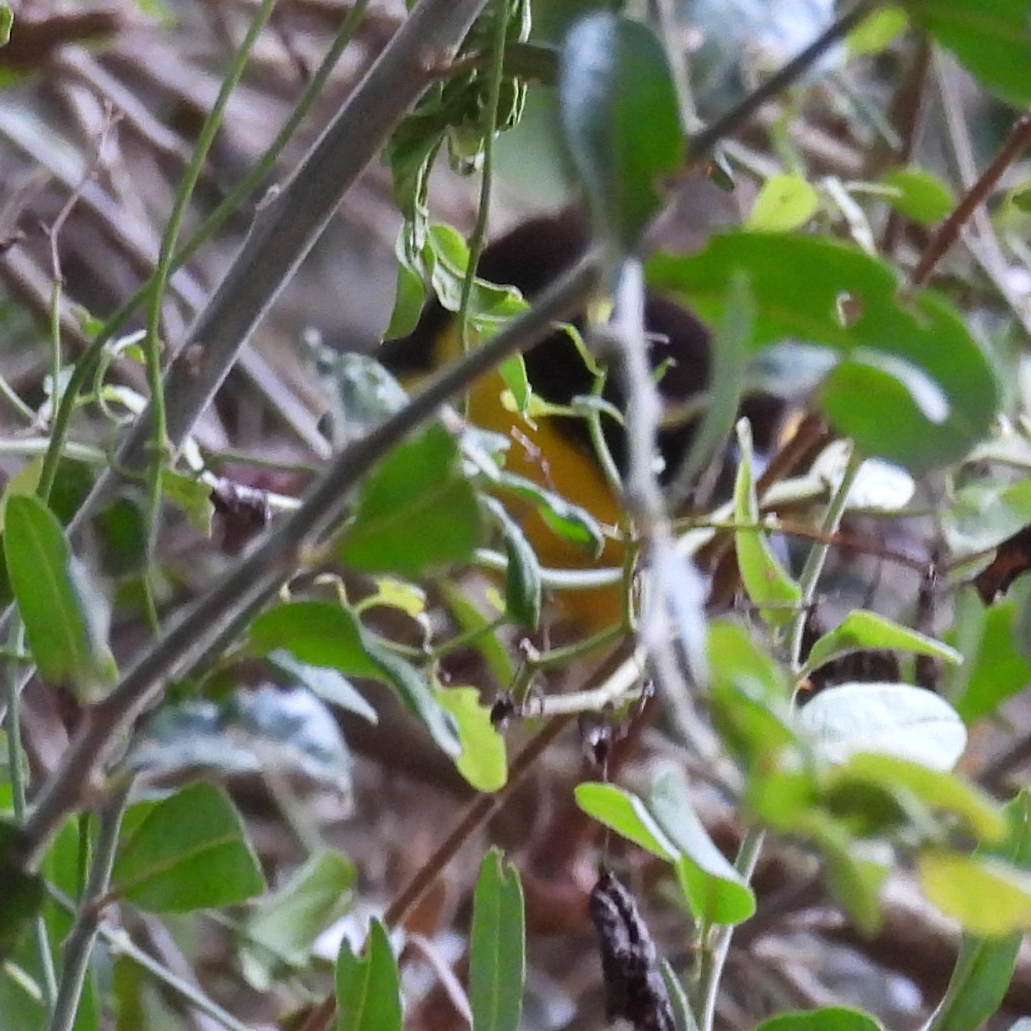 Dark-backed Weaver (Ploceus bicolor), photo 10