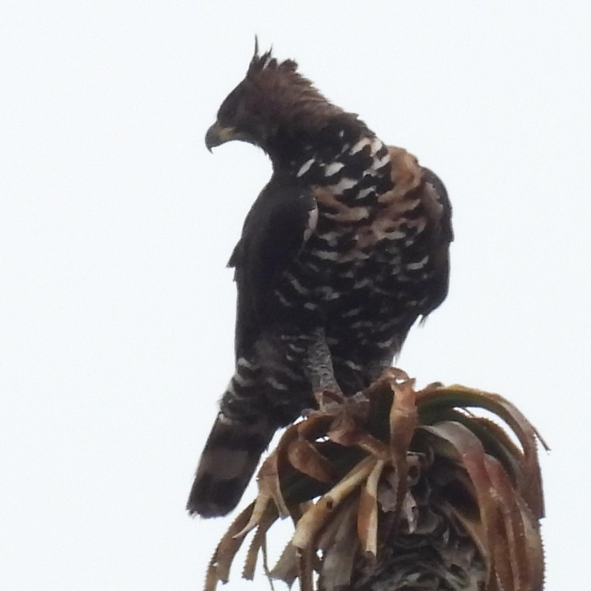 Crowned Eagle (Stephanoaetus coronatus), photo 3