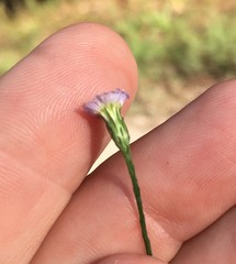 Symphyotrichum subulatum elongatum