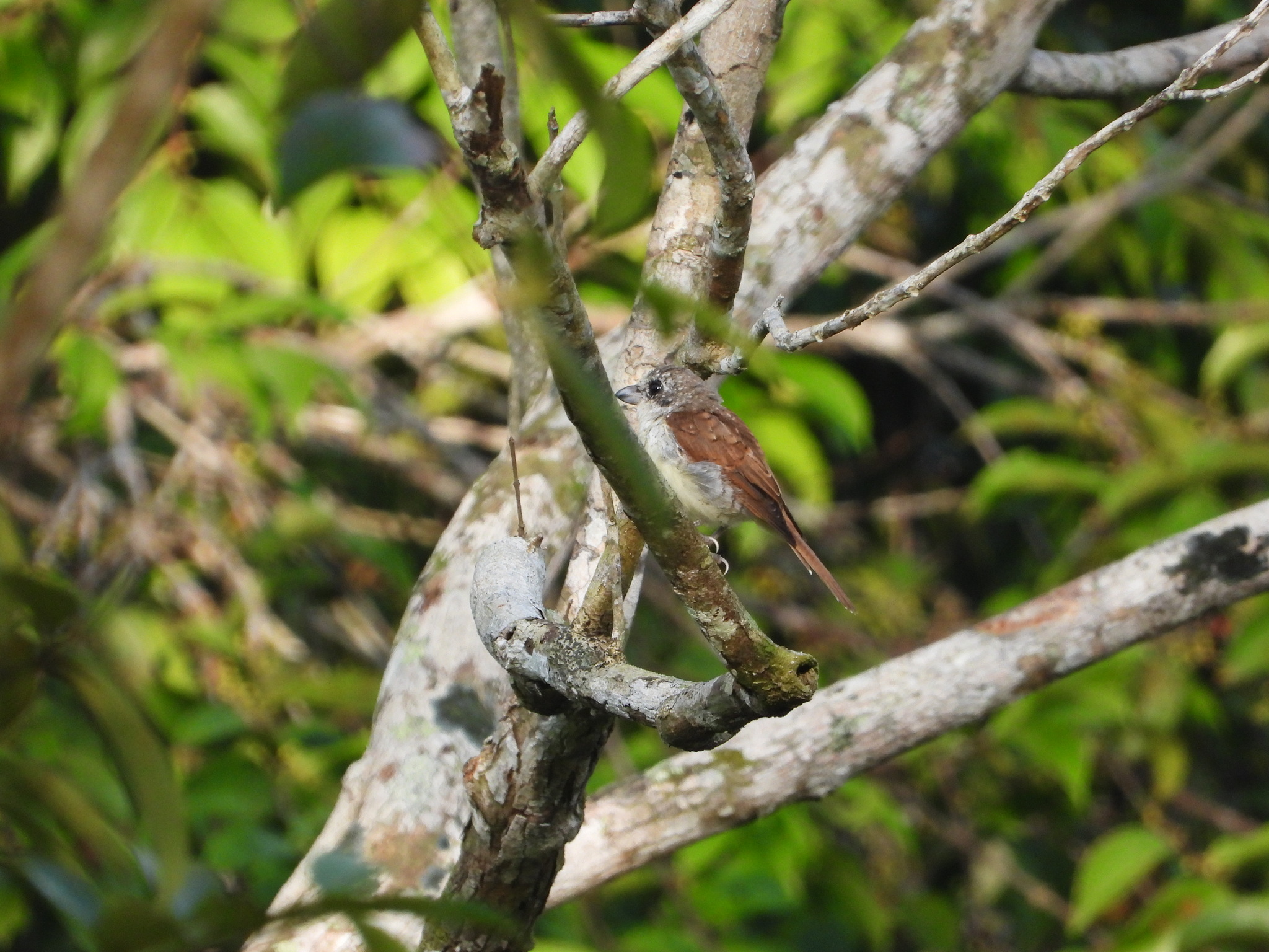 Tiger Shrike (Lanius tigrinus), photo 3