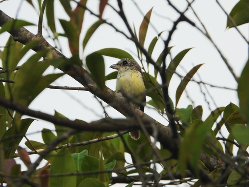 Tiger Shrike (Lanius tigrinus), photo 8
