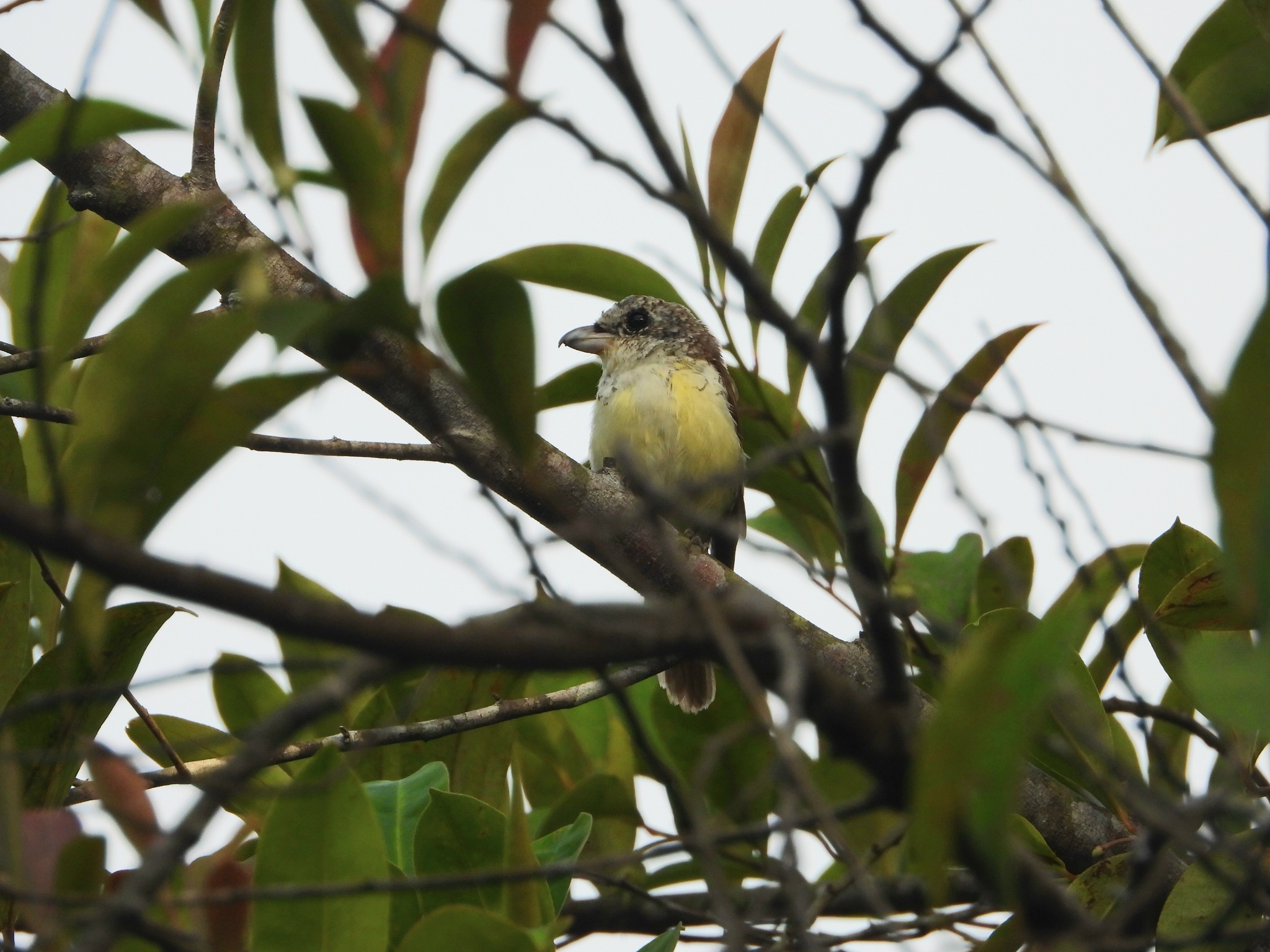 Tiger Shrike (Lanius tigrinus), photo 4
