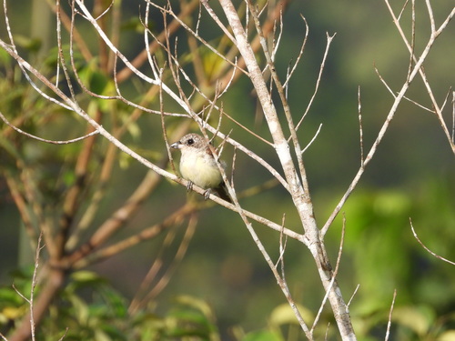 Tiger Shrike (Lanius tigrinus), photo 9