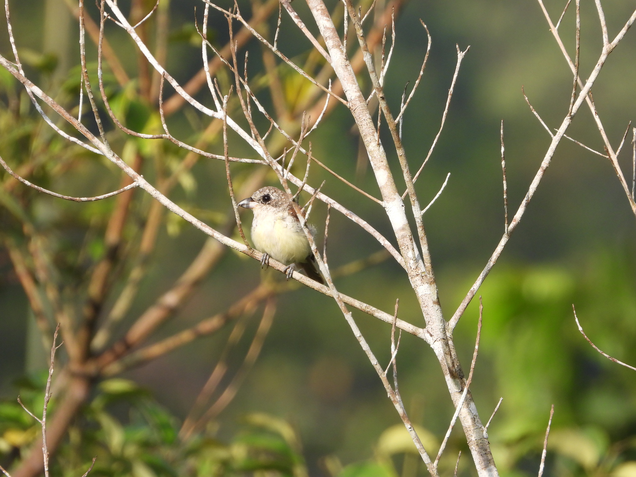 Tiger Shrike (Lanius tigrinus), photo 5