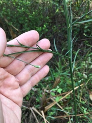 Symphyotrichum subulatum elongatum