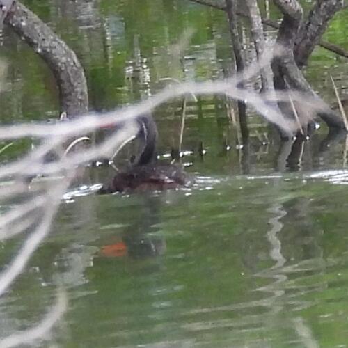 African Finfoot (Podica senegalensis)