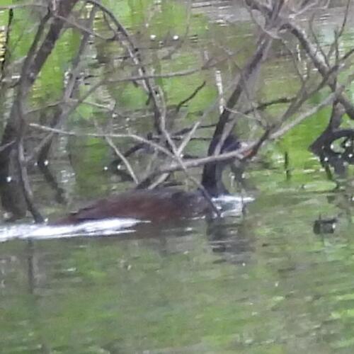 African Finfoot (Podica senegalensis), photo 2