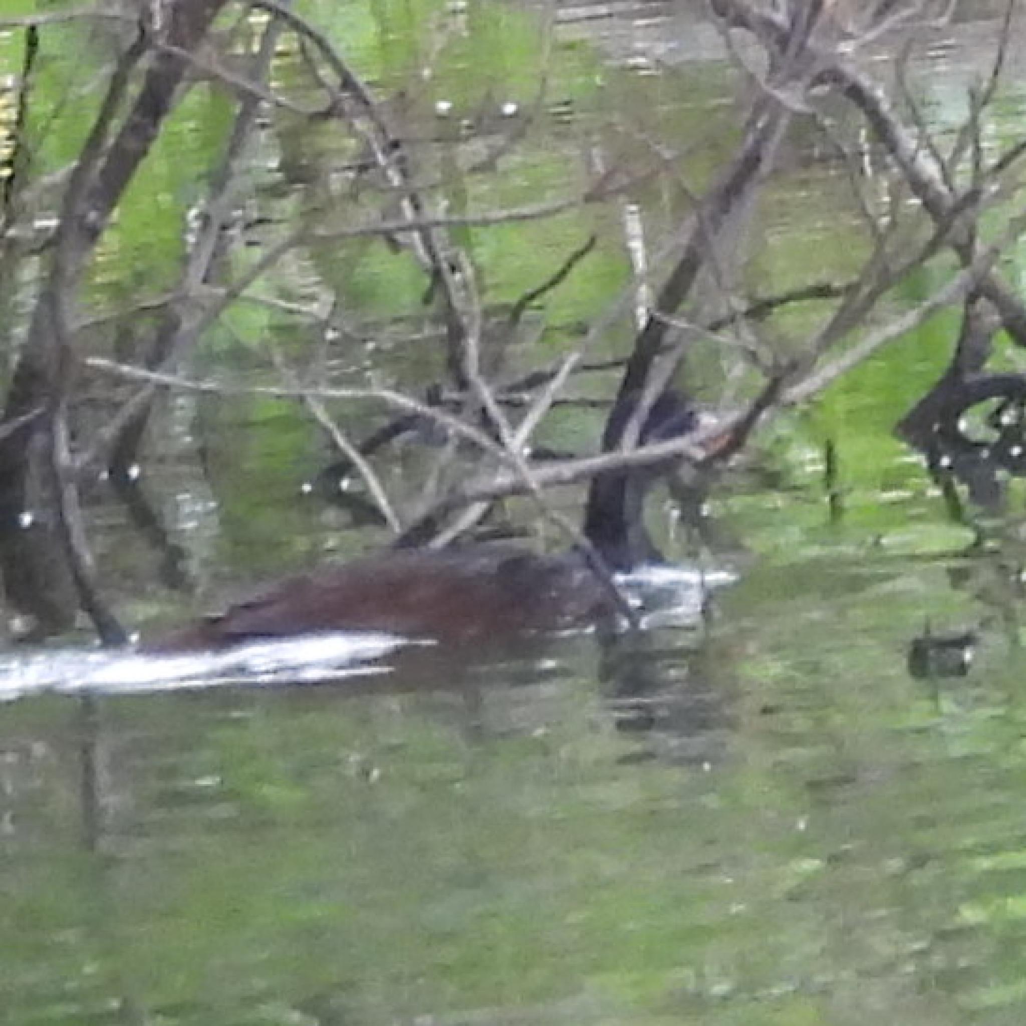 African Finfoot (Podica senegalensis), photo 2