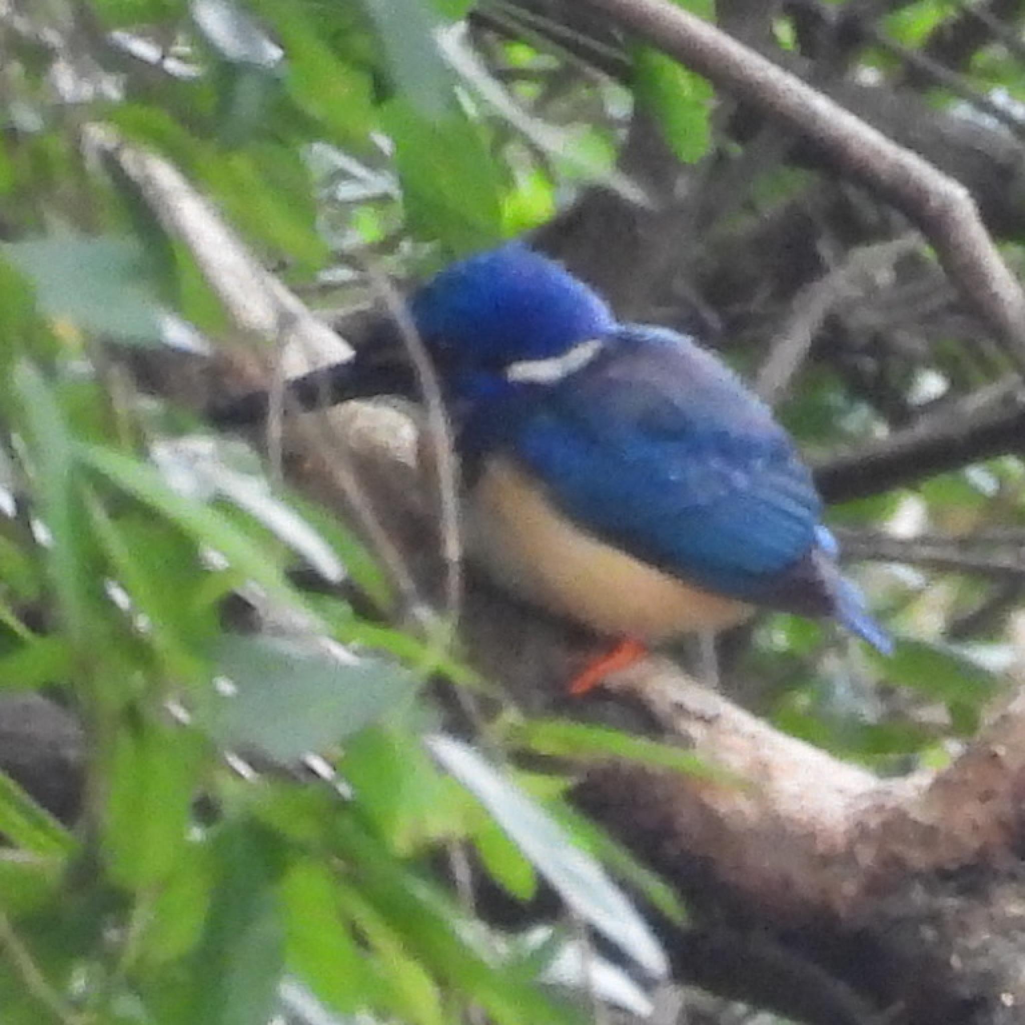 Half-collared Kingfisher (Alcedo semitorquata), photo 2