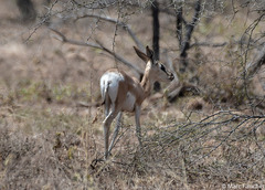 Nanger soemmerringii