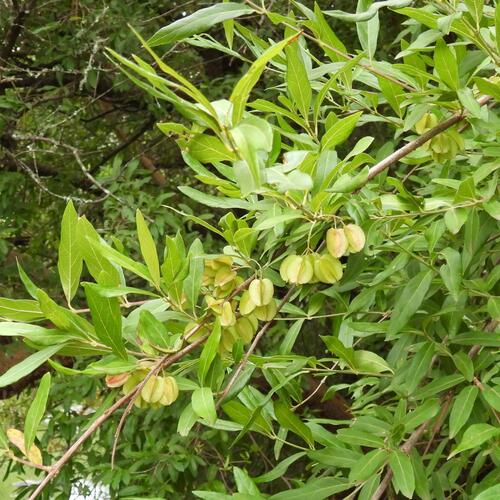 Cape bushwillow (Combretum afrum)